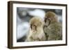 Japanese Macaque Monkey Two Young-null-Framed Photographic Print