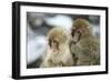 Japanese Macaque Monkey Two Young-null-Framed Photographic Print