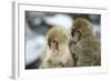 Japanese Macaque Monkey Two Young-null-Framed Photographic Print