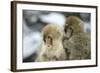 Japanese Macaque Monkey Two Young-null-Framed Photographic Print