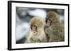 Japanese Macaque Monkey Two Young-null-Framed Photographic Print