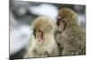 Japanese Macaque Monkey Two Young-null-Mounted Photographic Print