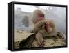 Japanese Macaque Monkeys Groom Each Other-Shuji Kajiyama-Framed Stretched Canvas