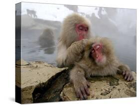 Japanese Macaque Monkeys Groom Each Other-Shuji Kajiyama-Stretched Canvas