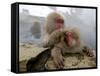 Japanese Macaque Monkeys Groom Each Other-Shuji Kajiyama-Framed Stretched Canvas