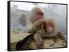 Japanese Macaque Monkeys Groom Each Other-Shuji Kajiyama-Framed Stretched Canvas