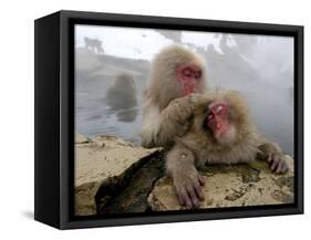 Japanese Macaque Monkeys Groom Each Other-Shuji Kajiyama-Framed Stretched Canvas