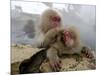 Japanese Macaque Monkeys Groom Each Other-Shuji Kajiyama-Mounted Photographic Print