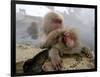 Japanese Macaque Monkeys Groom Each Other-Shuji Kajiyama-Framed Photographic Print