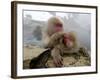 Japanese Macaque Monkeys Groom Each Other-Shuji Kajiyama-Framed Photographic Print