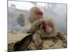 Japanese Macaque Monkeys Groom Each Other-Shuji Kajiyama-Mounted Photographic Print