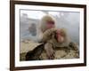 Japanese Macaque Monkeys Groom Each Other-Shuji Kajiyama-Framed Photographic Print