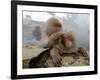 Japanese Macaque Monkeys Groom Each Other-Shuji Kajiyama-Framed Photographic Print