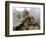 Japanese Macaque Monkeys Groom Each Other-Shuji Kajiyama-Framed Photographic Print