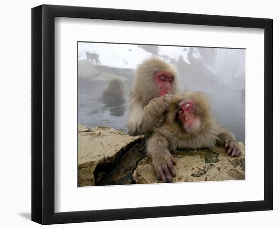 Japanese Macaque Monkeys Groom Each Other-Shuji Kajiyama-Framed Photographic Print