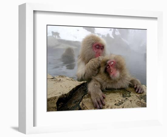 Japanese Macaque Monkeys Groom Each Other-Shuji Kajiyama-Framed Photographic Print