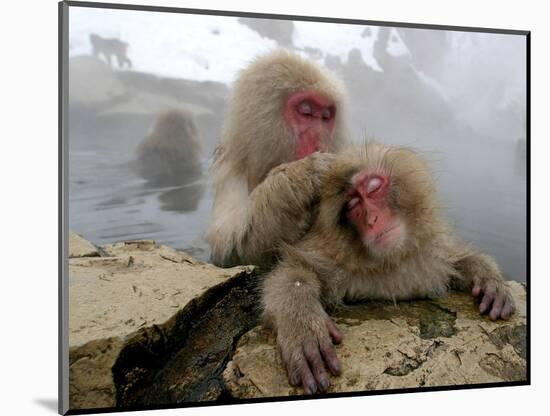 Japanese Macaque Monkeys Groom Each Other-Shuji Kajiyama-Mounted Photographic Print