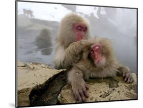 Japanese Macaque Monkeys Groom Each Other-Shuji Kajiyama-Mounted Photographic Print