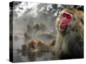 Japanese Macaque Monkeys in a Hot Spring in the Snow at Jigokudani Wild Monkey Park, Nagano-null-Stretched Canvas