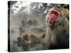 Japanese Macaque Monkeys in a Hot Spring in the Snow at Jigokudani Wild Monkey Park, Nagano-null-Stretched Canvas