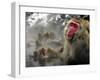 Japanese Macaque Monkeys in a Hot Spring in the Snow at Jigokudani Wild Monkey Park, Nagano-null-Framed Premium Photographic Print