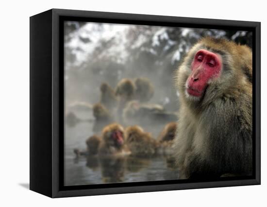 Japanese Macaque Monkeys in a Hot Spring in the Snow at Jigokudani Wild Monkey Park, Nagano-null-Framed Stretched Canvas