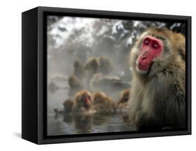 Japanese Macaque Monkeys in a Hot Spring in the Snow at Jigokudani Wild Monkey Park, Nagano-null-Framed Stretched Canvas