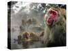 Japanese Macaque Monkeys in a Hot Spring in the Snow at Jigokudani Wild Monkey Park, Nagano-null-Stretched Canvas