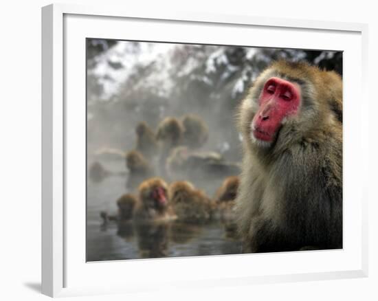 Japanese Macaque Monkeys in a Hot Spring in the Snow at Jigokudani Wild Monkey Park, Nagano-null-Framed Photographic Print