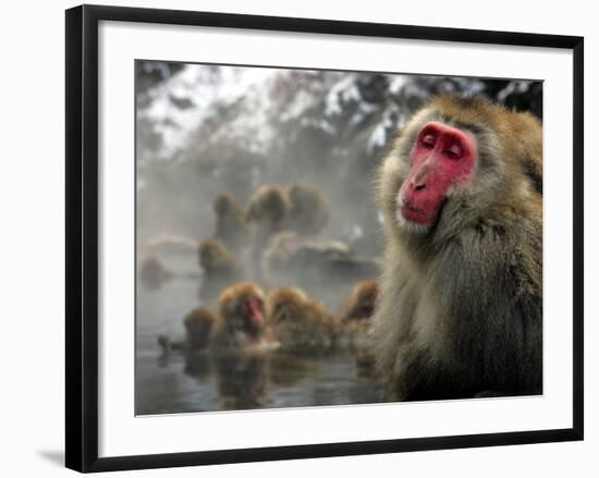 Japanese Macaque Monkeys in a Hot Spring in the Snow at Jigokudani Wild Monkey Park, Nagano-null-Framed Photographic Print