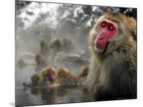 Japanese Macaque Monkeys in a Hot Spring in the Snow at Jigokudani Wild Monkey Park, Nagano-null-Mounted Photographic Print