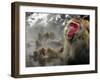 Japanese Macaque Monkeys in a Hot Spring in the Snow at Jigokudani Wild Monkey Park, Nagano-null-Framed Photographic Print