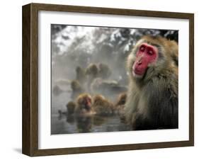 Japanese Macaque Monkeys in a Hot Spring in the Snow at Jigokudani Wild Monkey Park, Nagano-null-Framed Photographic Print