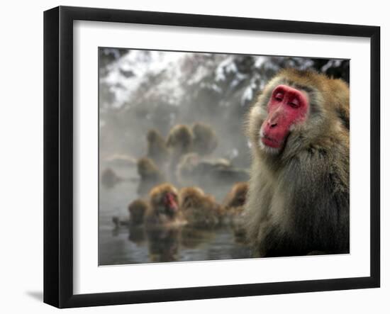 Japanese Macaque Monkeys in a Hot Spring in the Snow at Jigokudani Wild Monkey Park, Nagano-null-Framed Photographic Print