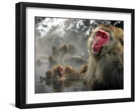 Japanese Macaque Monkeys in a Hot Spring in the Snow at Jigokudani Wild Monkey Park, Nagano-null-Framed Photographic Print