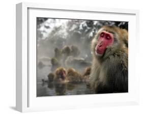 Japanese Macaque Monkeys in a Hot Spring in the Snow at Jigokudani Wild Monkey Park, Nagano-null-Framed Photographic Print