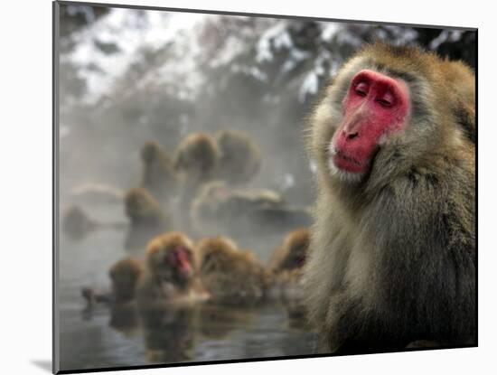 Japanese Macaque Monkeys in a Hot Spring in the Snow at Jigokudani Wild Monkey Park, Nagano-null-Mounted Photographic Print