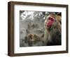 Japanese Macaque Monkeys in a Hot Spring in the Snow at Jigokudani Wild Monkey Park, Nagano-null-Framed Photographic Print