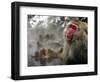 Japanese Macaque Monkeys in a Hot Spring in the Snow at Jigokudani Wild Monkey Park, Nagano-null-Framed Photographic Print