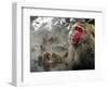 Japanese Macaque Monkeys in a Hot Spring in the Snow at Jigokudani Wild Monkey Park, Nagano-null-Framed Photographic Print