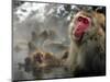 Japanese Macaque Monkeys in a Hot Spring in the Snow at Jigokudani Wild Monkey Park, Nagano-null-Mounted Photographic Print