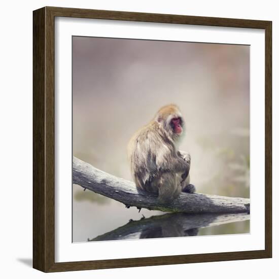 Japanese Macaque on a Log-Svetlana Foote-Framed Photographic Print