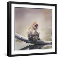 Japanese Macaque on a Log-Svetlana Foote-Framed Photographic Print