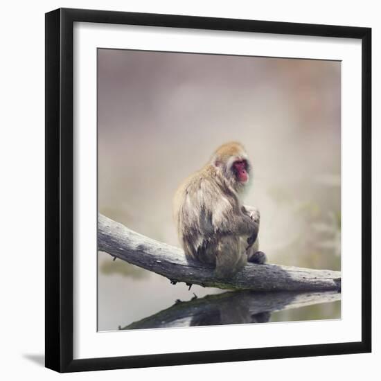 Japanese Macaque on a Log-Svetlana Foote-Framed Photographic Print