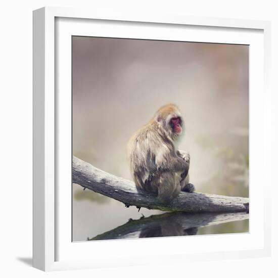Japanese Macaque on a Log-Svetlana Foote-Framed Photographic Print