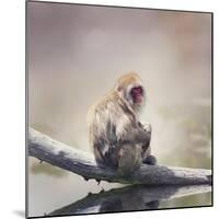 Japanese Macaque on a Log-Svetlana Foote-Mounted Photographic Print