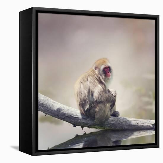 Japanese Macaque on a Log-Svetlana Foote-Framed Stretched Canvas