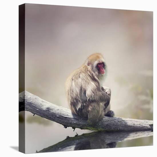 Japanese Macaque on a Log-Svetlana Foote-Stretched Canvas