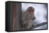 Japanese Macaque on Branch-DLILLC-Framed Stretched Canvas