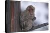 Japanese Macaque on Branch-DLILLC-Stretched Canvas